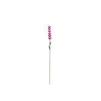 Delphinium Short
