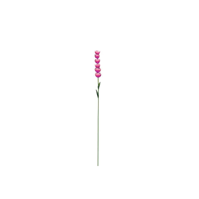 Delphinium Short