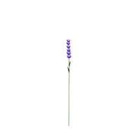 Delphinium Short