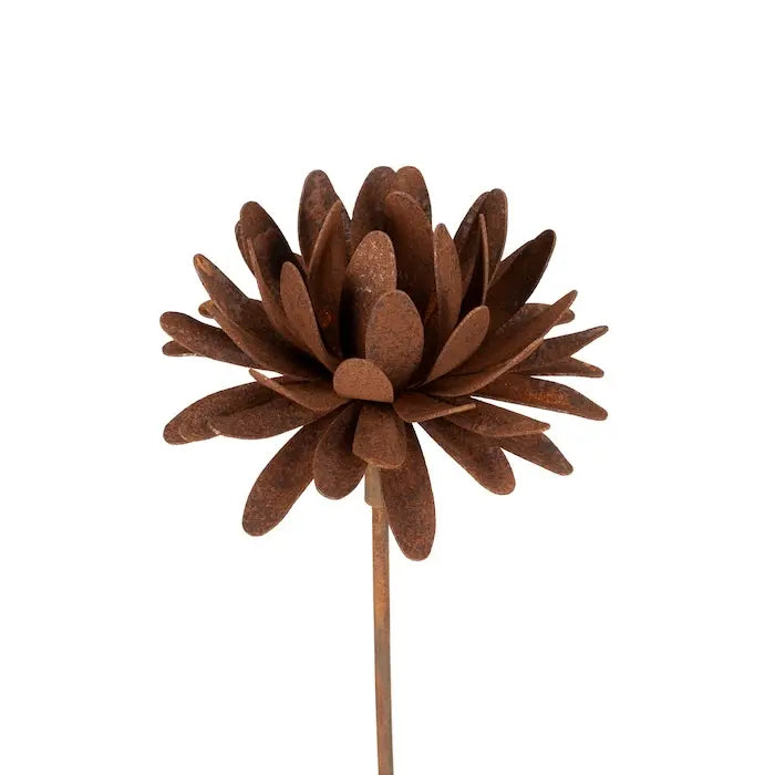 Dahlia Rust Flower