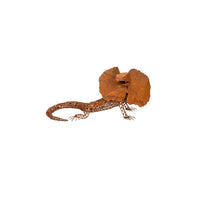 Frilled Neck Lizard Small