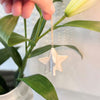 Lucia Sno Hanging Star | White Wash
