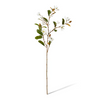 Magnolia Pearl Spray | White