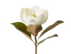Magnolia Flower Classic Stem