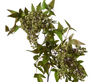 Pepper Berry Spray | Green