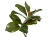 Magnolia Classic Leaf Spray | Green