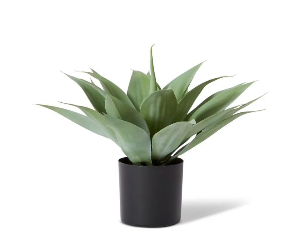 Agave Potted | Grey Green