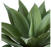 Agave Potted | Grey Green