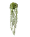 Sawtooth Hanging Fern