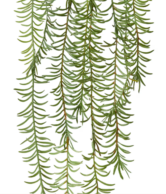Sawtooth Hanging Fern