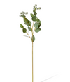 Eucalyptus Seed Pod Spray