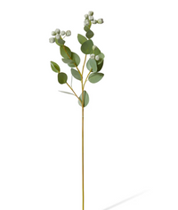 Eucalyptus Seed Pod Spray