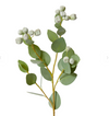 Eucalyptus Seed Pod Spray