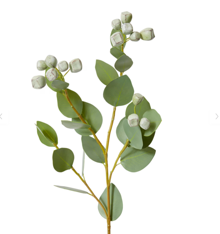 Eucalyptus Seed Pod Spray
