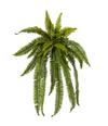 Fern Boston