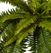 Fern Boston