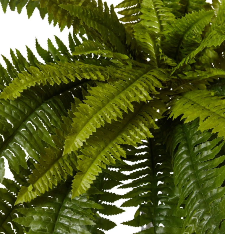 Fern Boston