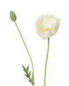 Poppy Spray | White