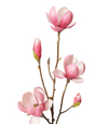 Magnolia Tree Spray | Hot Pink