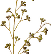 Eucalyptus Nuts Spray | Green