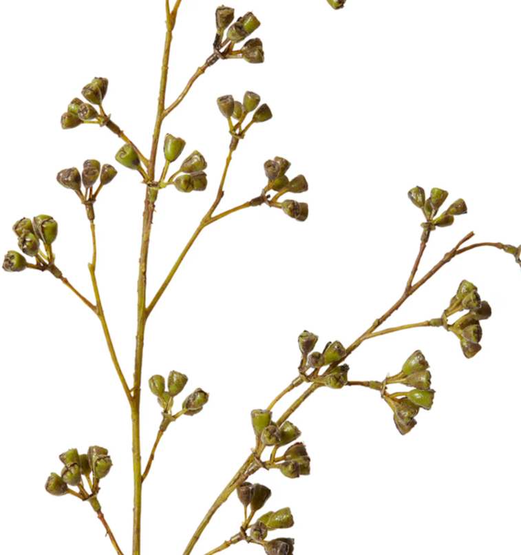 Eucalyptus Nuts Spray | Green