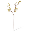 Magnolia Budding Stem | Natural