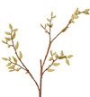 Magnolia Budding Stem | Natural