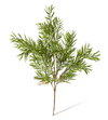 Grevillia Bush | Green