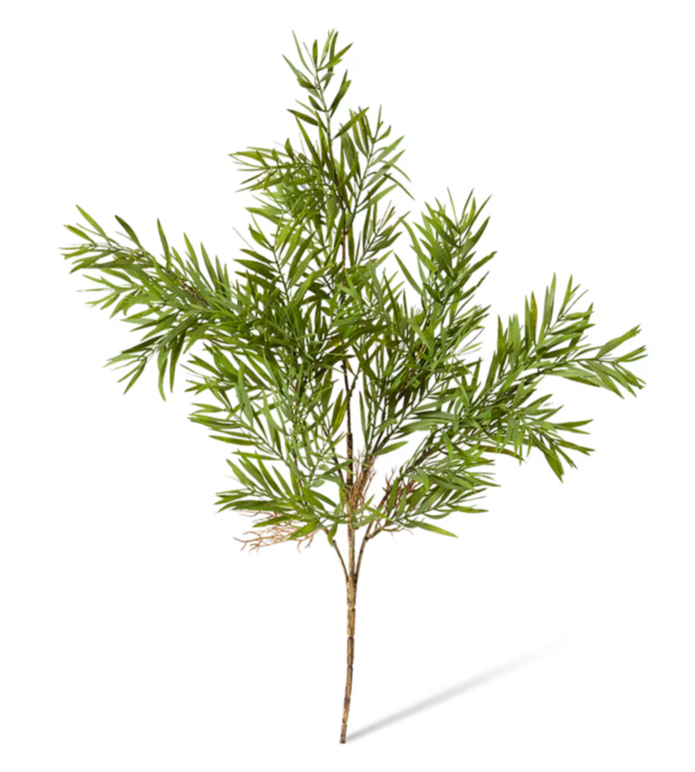 Grevillia Bush | Green
