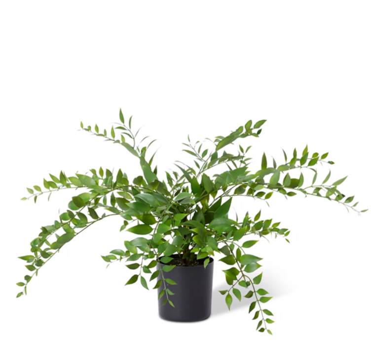 Lacquer Plant | Green