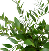 Lacquer Plant | Green