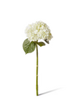 Hydrangea Classic Stem (Fresh Touch) | White/Green