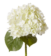 Hydrangea Classic Stem (Fresh Touch) | White/Green