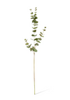 Eucalyptus Spray