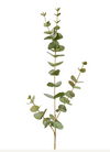 Eucalyptus Spray