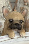 Assorted Frenchie Pot Sitters