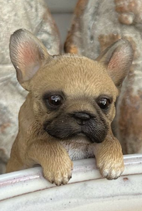 Assorted Frenchie Pot Sitters