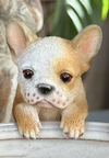 Assorted Frenchie Pot Sitters