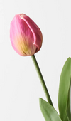 Tulip Bud & Bloom | Fuchsia