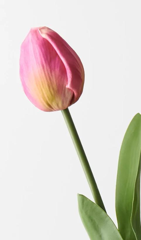 Tulip Bud & Bloom | Fuchsia