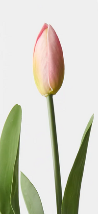 Tulip Bud & Bloom | Fuchsia