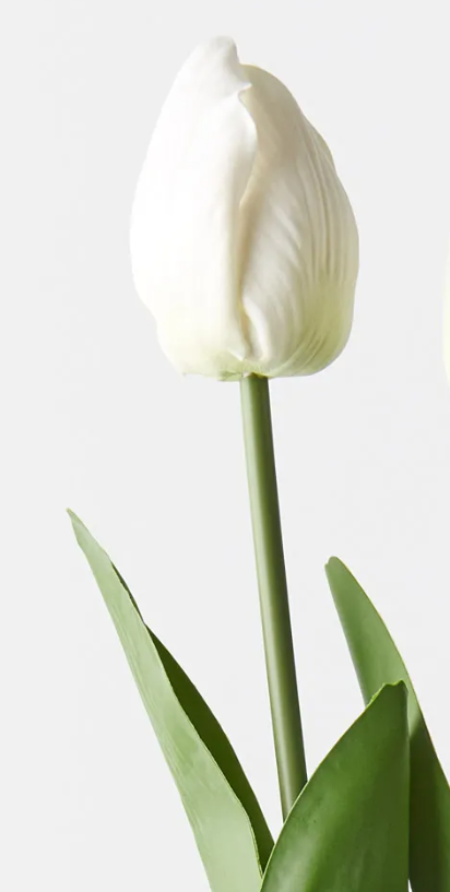 Tulip Bud & Bloom | White
