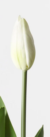 Tulip Bud & Bloom | White