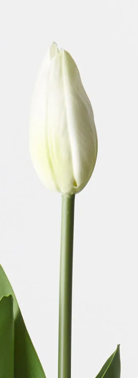 Tulip Bud & Bloom | White