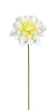 Dahlia Sticks Small