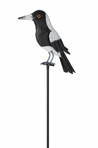Magpies On Stakes