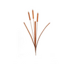 Rust Reed Bulrush