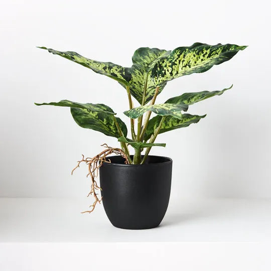 Dieffenbachia in Pot | Green | 25cm