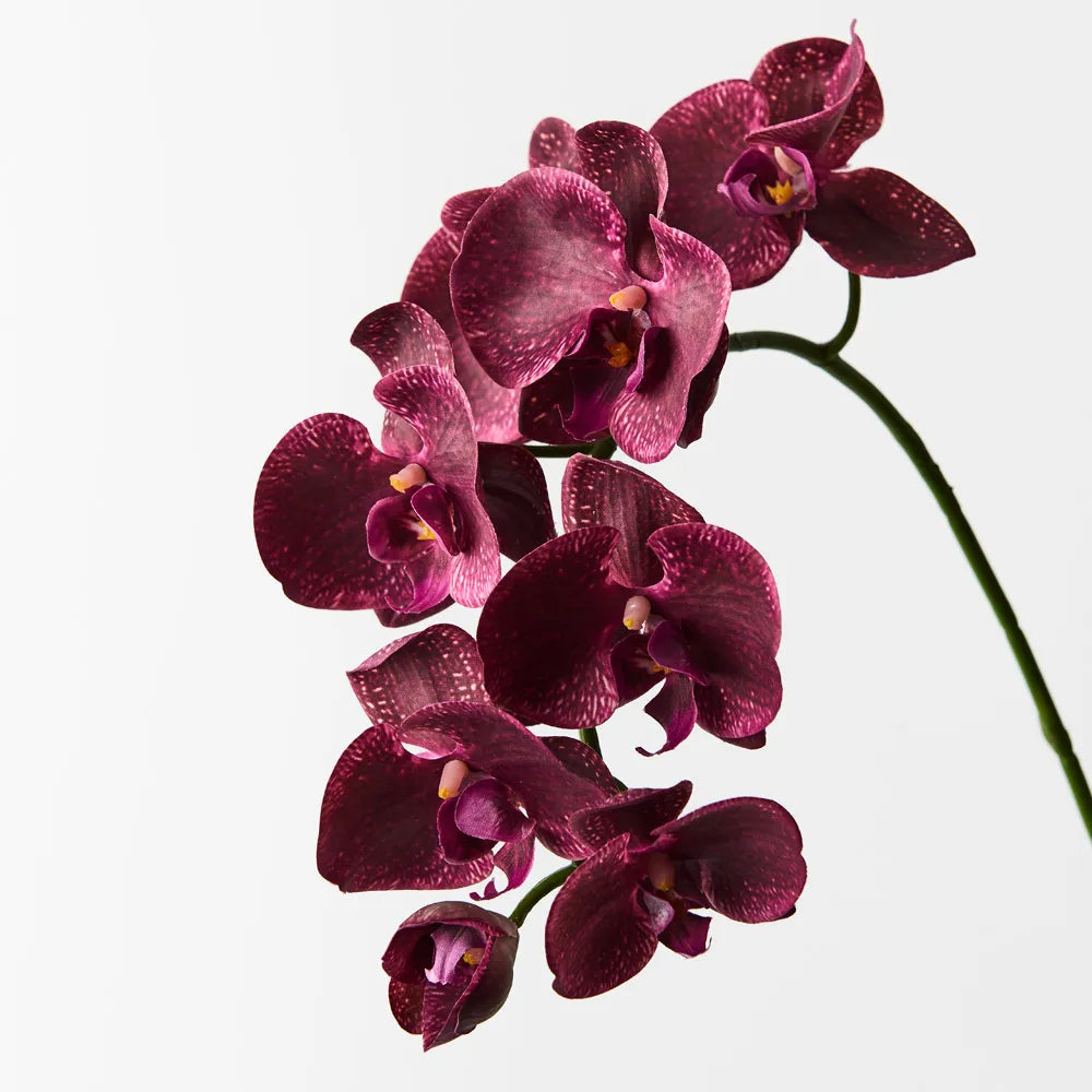 Orchid Phalaenopsis Spray Burgundy