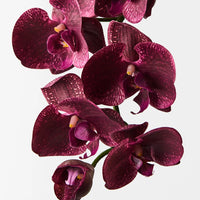 Orchid Phalaenopsis Spray Burgundy